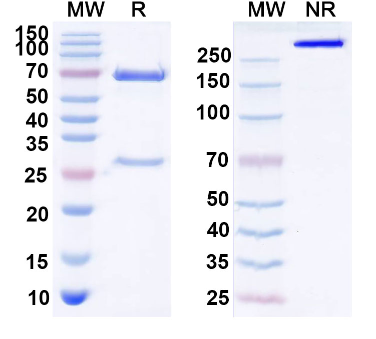 SDS-PAGE for Anti-Human GDF11/BMP11 Antibody (SAA0431)