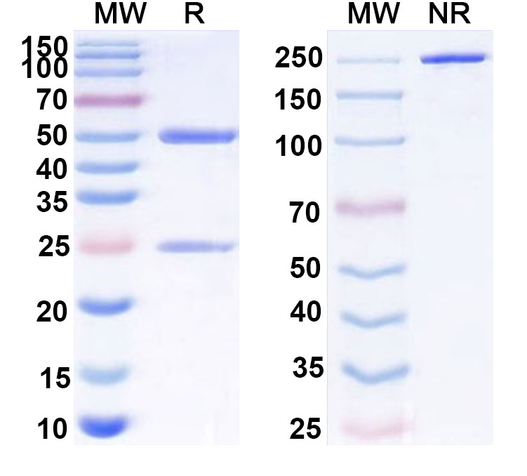SDS-PAGE for Anti-Human GDF2/BMP9 Antibody (SAA0426)