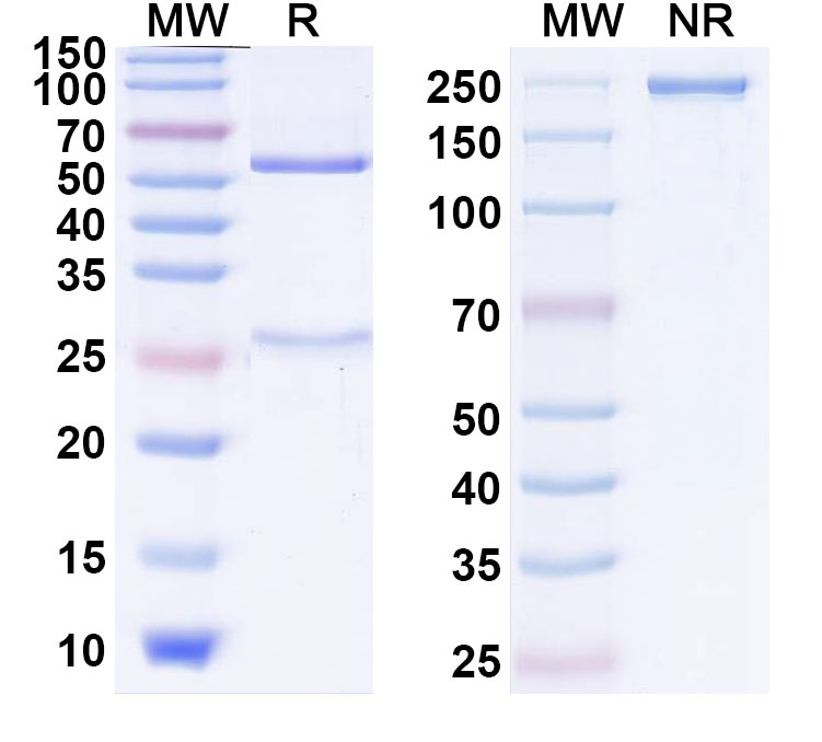 SDS-PAGE for Anti-Human GDF2/BMP9 Antibody (SAA2340)