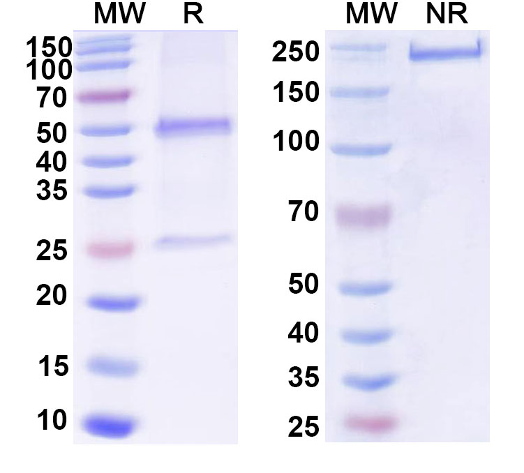 SDS-PAGE for Anti-Human GFAP Monoclonal Antibody, SAA0567