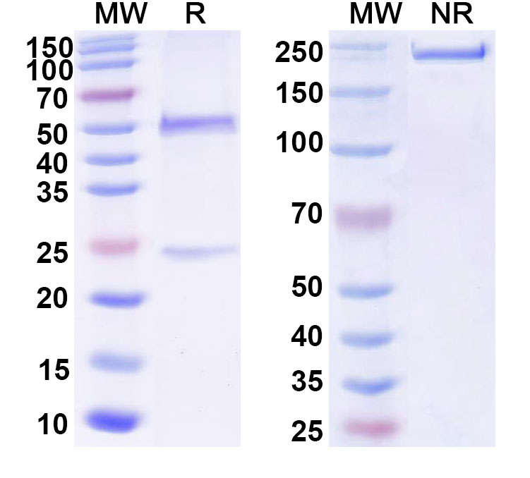 SDS-PAGE for Anti-Human GFAP Monoclonal Antibody, SAA0568