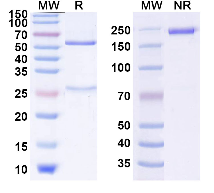 SDS-PAGE for Anti-Human GHR (DR10112)