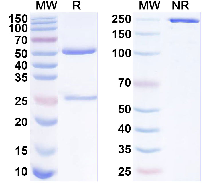 SDS-PAGE for Anti-Human GJB2 Monoclonal Antibody (ABS1106)