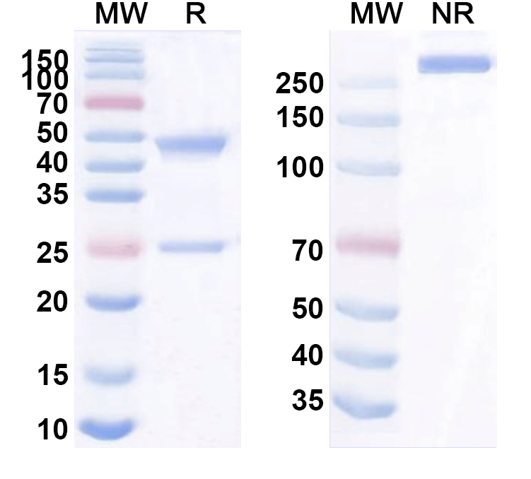 SDS-PAGE for Anti-Human glyco-MUC4 Antibodies (2D5)