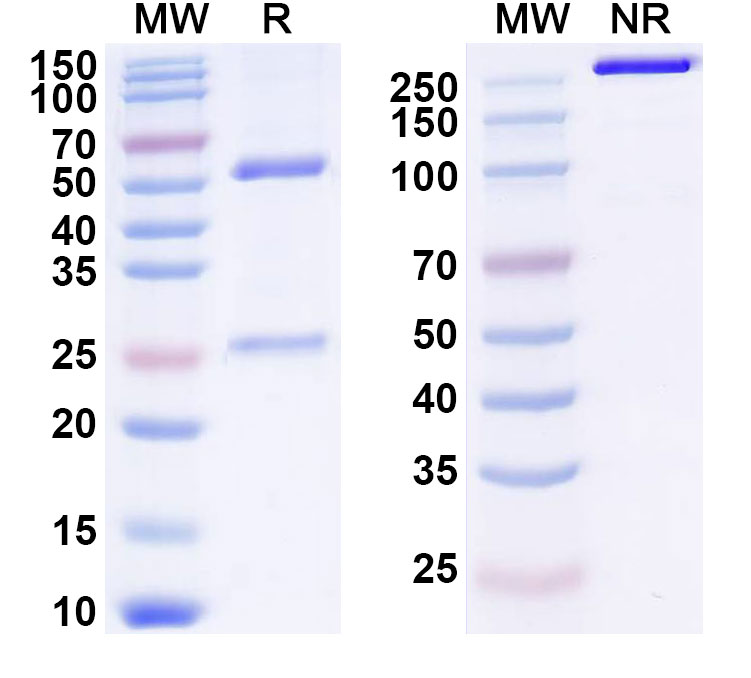 SDS-PAGE for Anti-Human GP88/GRN (AG1)
