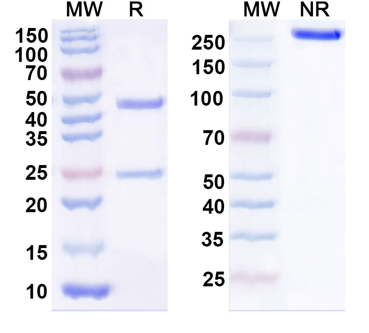 SDS-PAGE for Anti-Human GPA33 (KRN330)