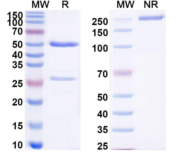 SDS-PAGE for Anti-Human GPHN/Gephyrin Antibody (SAA0498)
