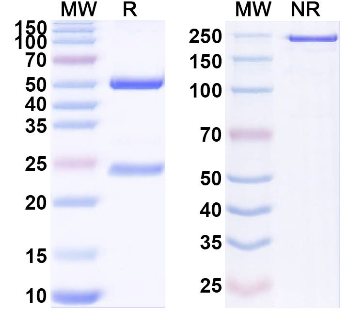SDS-PAGE for Anti-Human GPR87 Monoclonal Antibody (ABS0391)
