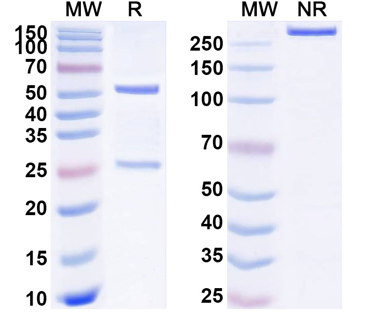 SDS-PAGE for Anti-Human GPRC5D Monoclonal Antibody, SAA0764