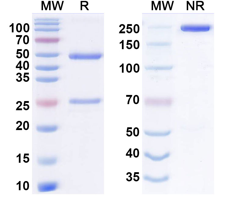 SDS-PAGE for Anti-Human GREM1 Antibody (Ab7326)