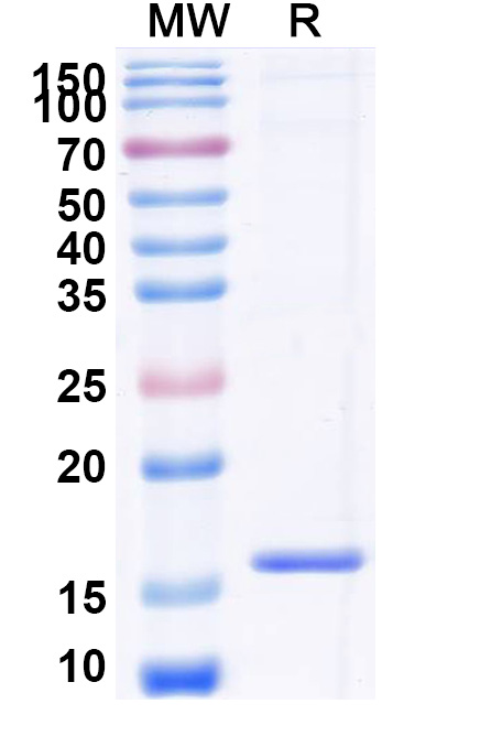 SDS-PAGE for Anti-Human GSN VHH (SAA0980)