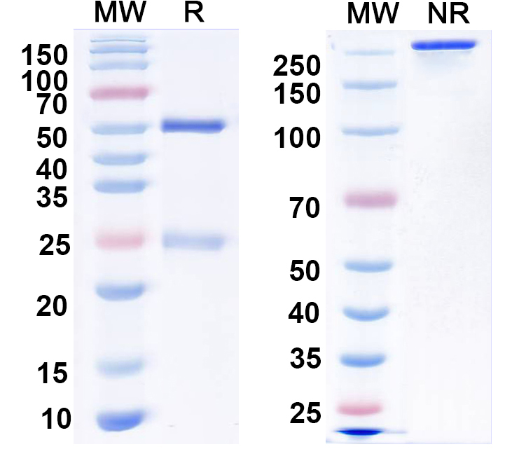 SDS-PAGE for Anti-Human GZMA Monoclonal Antibody (1A612)