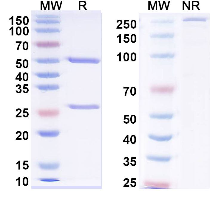 SDS-PAGE for Anti-Human GZMB Antibody (SAA0516)