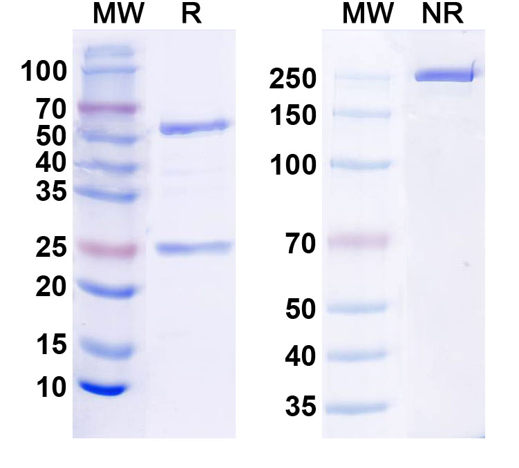 SDS-PAGE for Anti-Human HACE1 IP Monoclonal Antibody, SAA0202