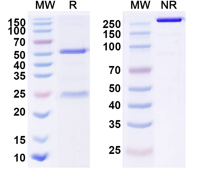 SDS-PAGE for Anti-Human HBEGF (U3-1565)