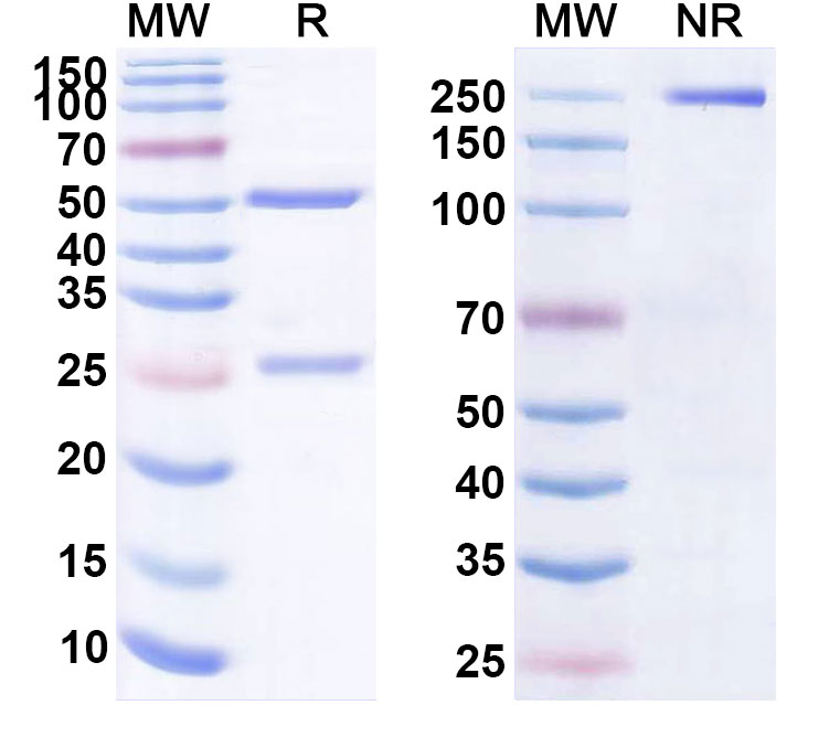 SDS-PAGE for Anti-Human Heparanase Neutralizing Antibody (A54)