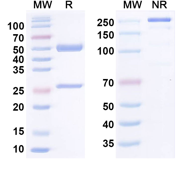 SDS-PAGE for Anti-Human HGF Antibody (SFN68)
