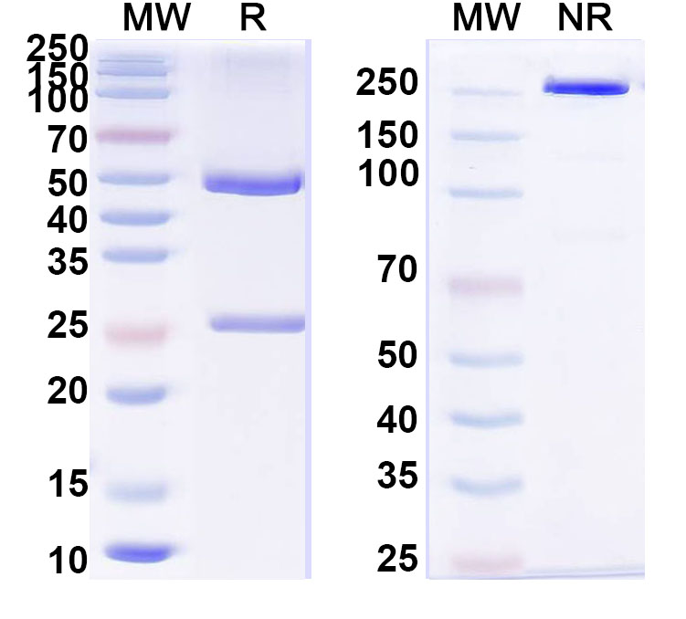 SDS-PAGE for Anti-Human HGF Monoclonal Antibody, SFN68