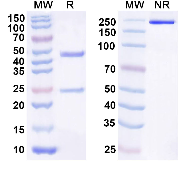 SDS-PAGE for Anti-Human HHLA2 Antibody (2D3)