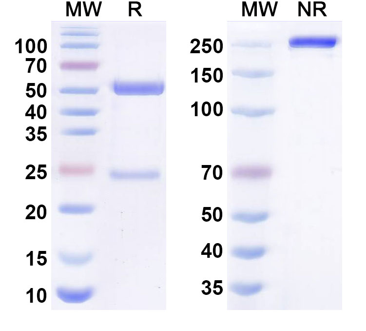 SDS-PAGE for Anti-Human HIF1A Monoclonal Antibody (1A712)