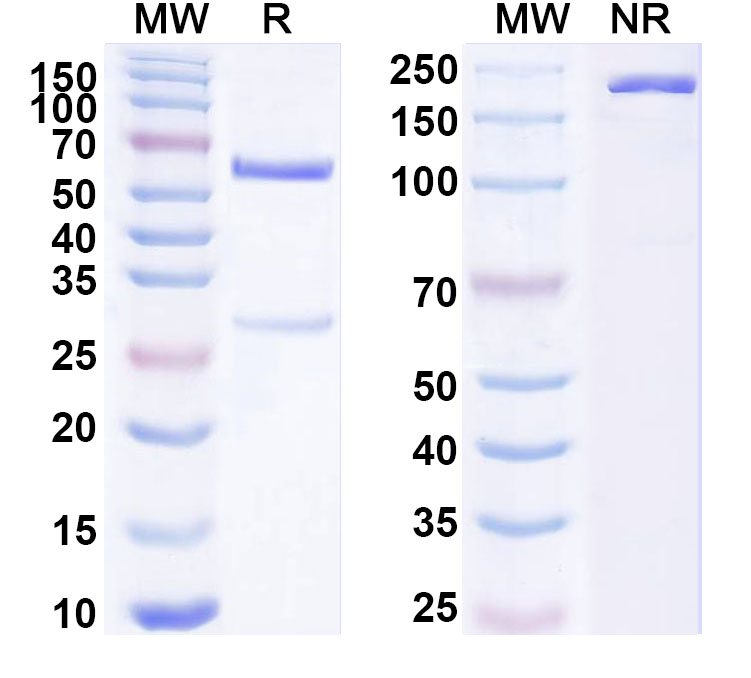 SDS-PAGE for Anti-Human Histone H2B Antibody (ABS1303)