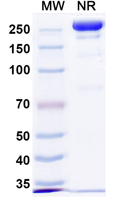 SDS-PAGE for Anti-Human HJV/Hemojuvelin (DISC-0974)