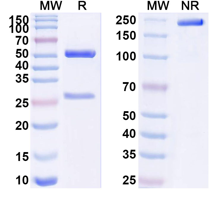 SDS-PAGE for Anti-Human HLA-C Antibody (ABS0047)