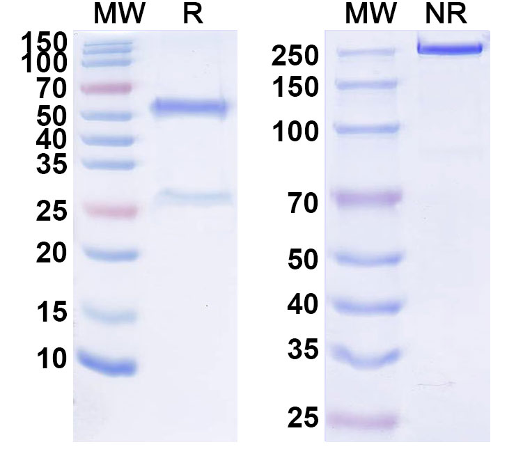 SDS-PAGE for Anti-Human HLA-DR (IMMU-114)