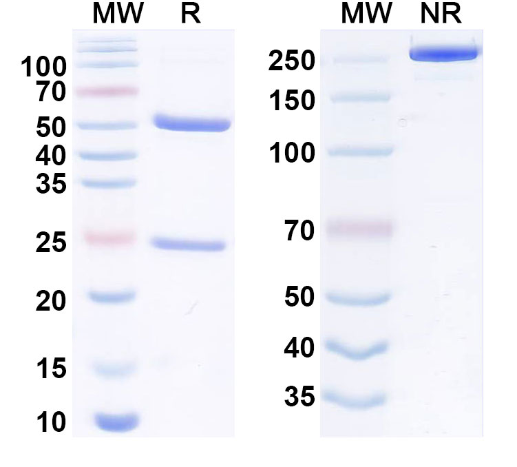 SDS-PAGE for Anti-Human HLA-E Monoclonal Antibody (ABX-0020)