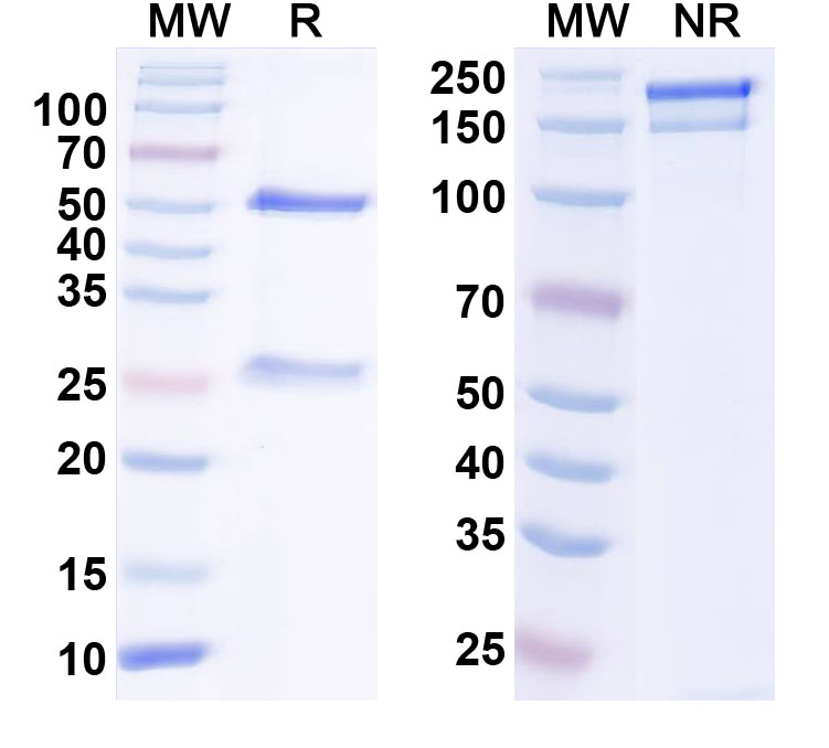 SDS-PAGE for Anti-Human HMGB1 Antibody (SAA2339)