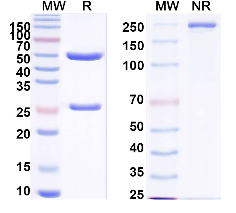 SDS-PAGE for Anti-Human HNF1B Monoclonal Antibody (1A472)