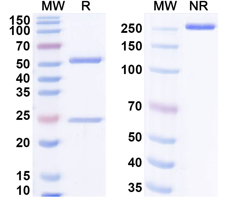 SDS-PAGE for Anti-Human HOMER1 Antibody (SAA0504)