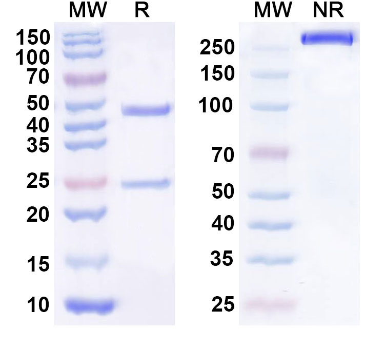 SDS-PAGE for Anti-Human HS6ST2 Antibody (SAA1429)
