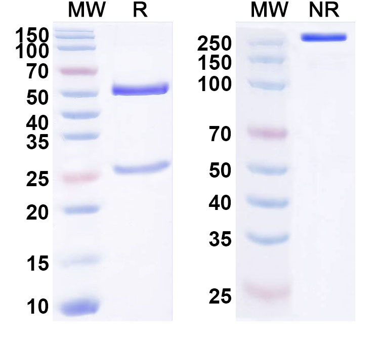 SDS-PAGE for Anti-Human HSPG2 Antibody (ABS0645)