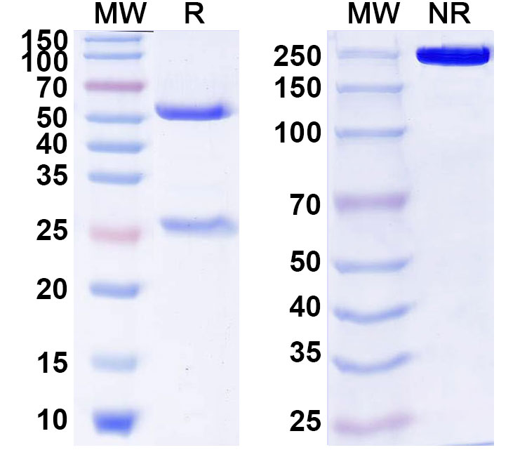 SDS-PAGE for Anti-Human IAPP (NI-203)