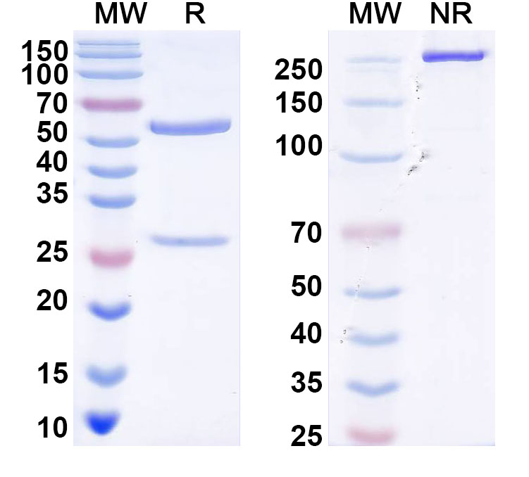SDS-PAGE for Anti-Human IGFBP1 Monoclonal Monoclonal Antibody (1A108)