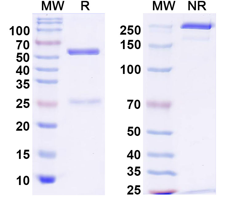 SDS-PAGE for Anti-Human IL10 Antibody (JES3-12G8)