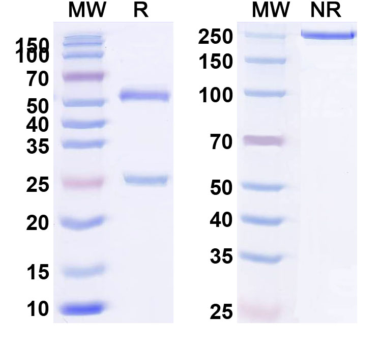 SDS-PAGE for Anti-Human IL10 Monoclonal Antibody (BT-063)