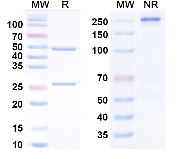 SDS-PAGE for Anti-Human IL11 Monoclonal Antibody (BI 765423)