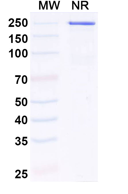 SDS-PAGE for Anti-Human IL11RA Monoclonal Antibody (LASN 01)