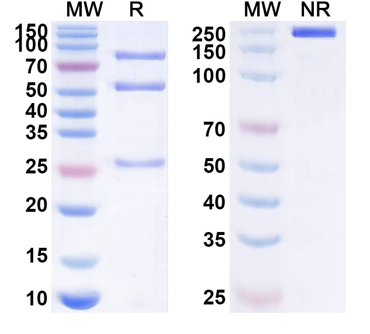 SDS-PAGE for Anti-Human IL19 Monoclonal Antibody