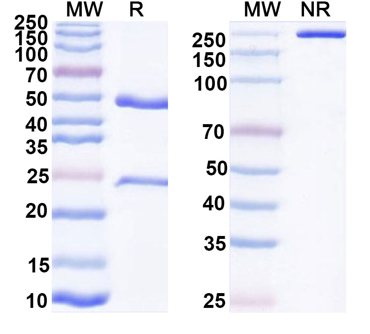 SDS-PAGE for Anti-Human IL1A/IL1F1 Antibody (SAA0367)