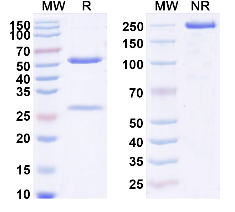 SDS-PAGE for Anti-Human IL1RL2/IL-36R (REGN6490)
