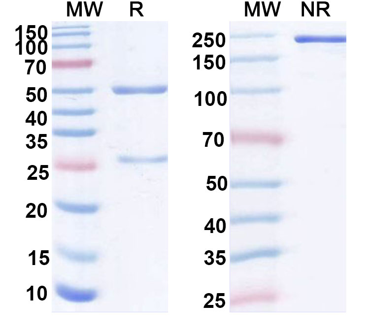 SDS-PAGE for Anti-Human IL20 Antibody (SAA0389)