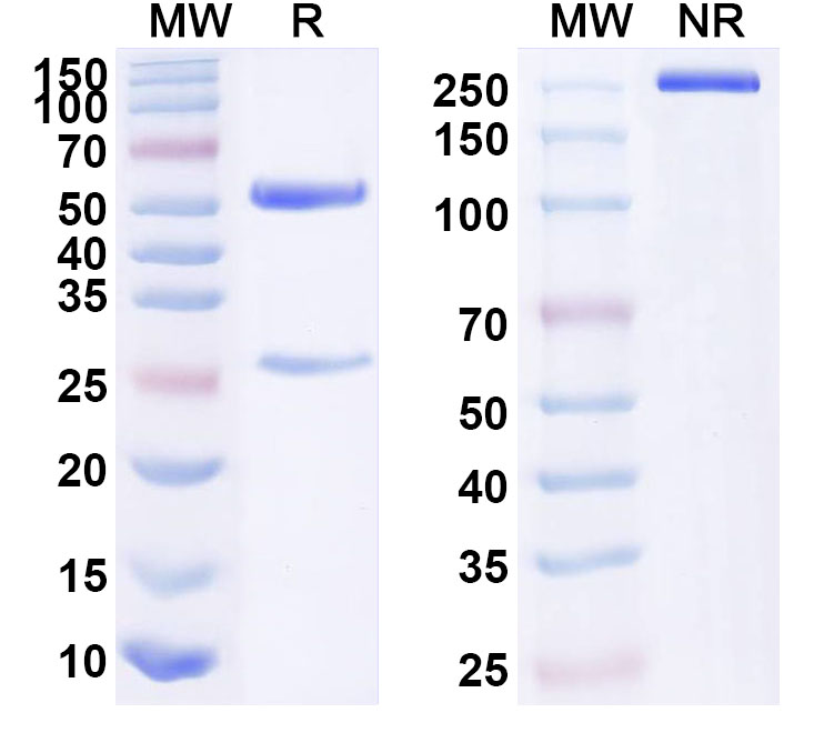 SDS-PAGE for Anti-Human IL20RB Monoclonal Antibody