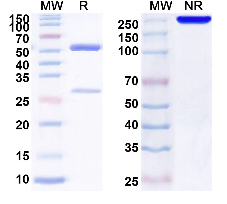 SDS-PAGE for Anti-Human IL22RA2 Monoclonal Antibody (ABS0775)