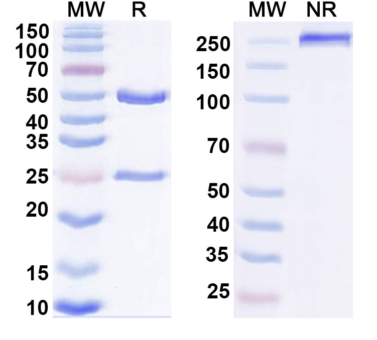 SDS-PAGE for Anti-Human IL27 (SRF388)