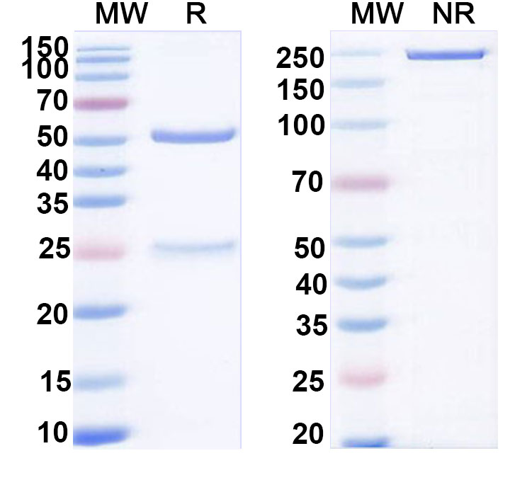 SDS-PAGE for Anti-Human IL28B/IL28C/IFNL3 Antibody (SAA0394)