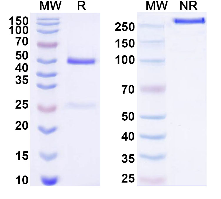 SDS-PAGE for Anti-Human IL3 Antibody (ABS0934)