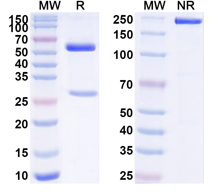 SDS-PAGE for Anti-Human IL32 Antibody (ABS0699)